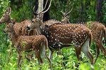 Periyar from Cochin - a Two Day Tour