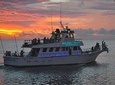 Dolphin Watch Tours