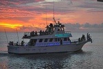 Dolphin Watch Tours