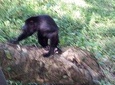 Private Altun Ha Pyramids and Howler Monkeys from Belize City
