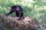 Private Altun Ha Pyramids and Howler Monkeys from Belize City