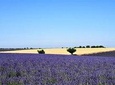 Marseille Shore Excursion: Shared Lavender Tour