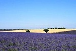Marseille Shore Excursion: Shared Lavender Tour