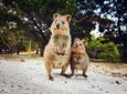 Rottnest Island All-Inclusive Grand Island Tour from Fremantle