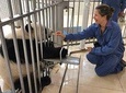 Dujiangyan Panda Base Volunteer Tour