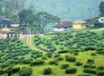 Explore The Rustic Life Of Thekkady