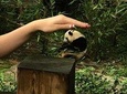 All-Inclusive: Customizable Giant Panda Private Day Trip in Chengdu