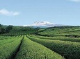 Full Day Essential Jeju Island Private tour for West Course