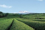 Full Day Essential Jeju Island Private tour for West Course