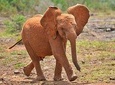 Giraffe Center & Elephant Orphanage Guided Day Tour From Nairobi