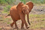 Giraffe Center & Elephant Orphanage Guided Day Tour From Nairobi