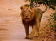 02 Nights & 03 Days Asiatic Lion Tour from Rajkot