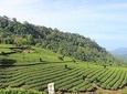 Full Day Tour Of Munnar With Lunch