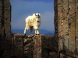 Mount Evans & Red Rocks Park Tour From Denver (Small Group)