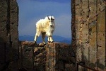 Mount Evans & Red Rocks Park Tour From Denver (Small Group)