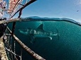 Private Shark Diving