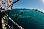 Private Shark Diving