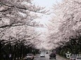 Spring 7 days Cherry Blossom Jeju&Busan&Gyeongju&Seoul on 31 Mar to 10 Apr