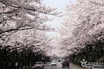 Spring 7 days Cherry Blossom Jeju&Busan&Gyeongju&Seoul on 31 Mar to 10 Apr