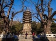 Tanzhe Buddhism Temple Private Day Tour with Marco Polo Bridge