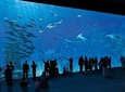 Entrance Ticket to the NAUSICAA, the biggest aquarium in Europe