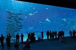 Entrance Ticket to the NAUSICAA, the biggest aquarium in Europe