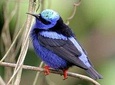 Bird watching ecofriendly tour from Cancun & Riviera Maya