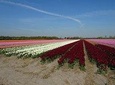 4 hours private tour to the famous colourfull flower fields from Amsterdam