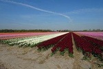4 hours private tour to the famous colourfull flower fields from Amsterdam