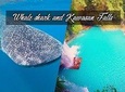 Whale Shark Watching & Tumalog Falls & Kawasan Falls