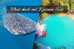 Whale Shark Watching & Tumalog Falls & Kawasan Falls