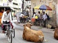 Varanasi Day Tour by Car - 1 to 3 Persons