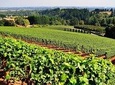 Wine and cheese tasting on Prahova Valley Romania