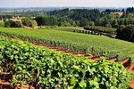 Wine and cheese tasting on Prahova Valley Romania