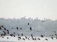 Fayoum Full Day tour Bird Watching 