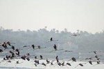 Fayoum Full Day tour Bird Watching 