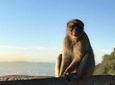 Gibraltar Sightseeing: Premium Rock Tour / Shore Excursion (Private)