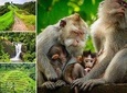 Private Tour: Ubud Highlights With Sacred Monkey Forest Sanctuary: All-Inclusive
