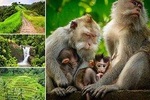 Private Tour: Ubud Highlights With Sacred Monkey Forest Sanctuary: All-Inclusive