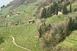 Prosecco Wine Tour
