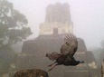 Tikal Birdwatching and Archaeological