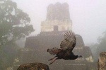 Tikal Birdwatching and Archaeological