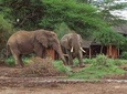 2-Day Amboseli National Park Safari - From Mombasa 