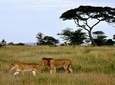  7 Days Tour Northern Tanzania Safari: 