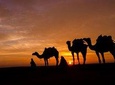 Camel Ride in the AGAFAY DESERT by Sunset Half day trip from Marrakech