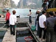 Cat Ba Cooking Class Go to Market with Seafood from Cat Ba Town
