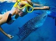 Snorkel with a Whale Shark