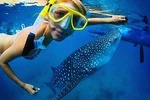 Snorkel with a Whale Shark