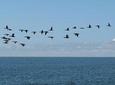 Cape Cross Seal Colony Tour from Swakopmund, Namibia
