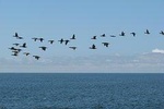 Cape Cross Seal Colony Tour from Swakopmund, Namibia